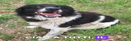 Meticcio cani in regalo: Cosmo mix Border Collie 3anni,aspetta da sempre. - Annuncio 1