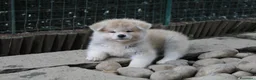 Akita Inu cani in vendita: Cuccioli di AKITA LOMBARDIA - Annuncio 3