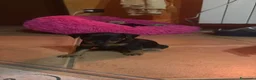 Pinscher Tedesco cani in vendita: Cuccioli di pincher a Città metropolitana di Messina - Annuncio 11