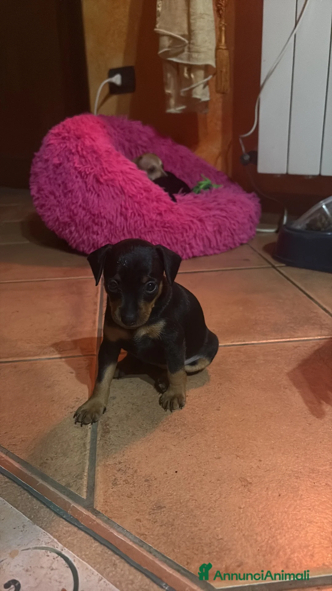 Pinscher Tedesco cani in vendita: Cuccioli di pincher a Città metropolitana di Messina - Annuncio 11