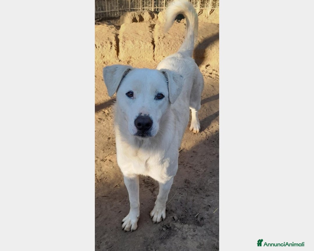 Meticcio cani in regalo: Heidi  stupenda cucciolona simil labrador a Latina - Annuncio 1