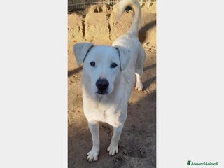 Meticcio cani Heidi stupenda cucciolona simil labrador a Latina - Annuncio 8