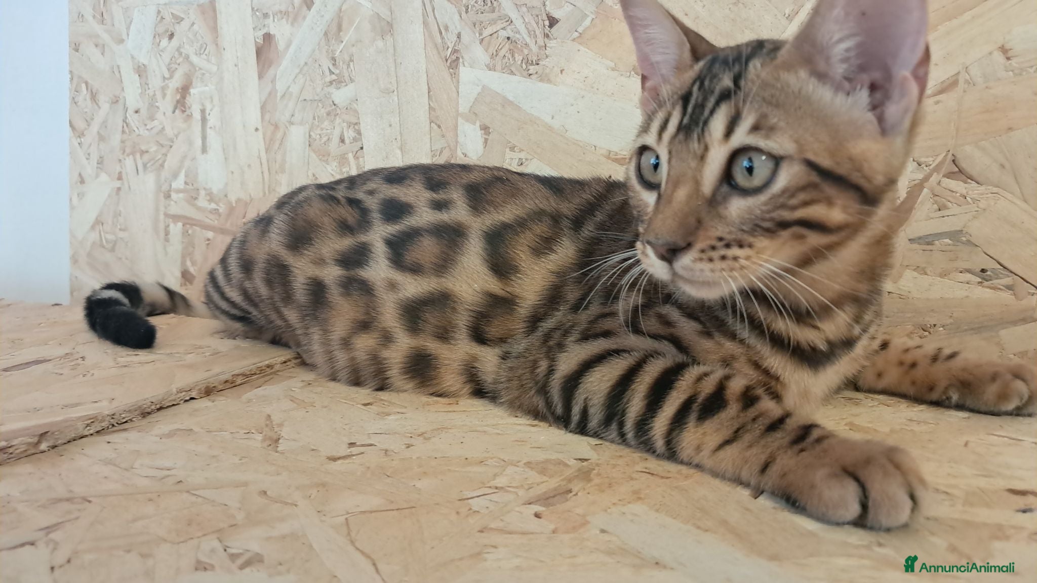 Bengala gatti Bengala cuccioli con pedegree - Annuncio 6