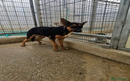 Meticcio cani in regalo: Lucio: cucciolotto taglia piccola timido dolce  - Annuncio 3