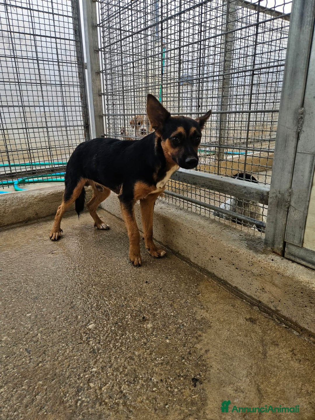 Meticcio cani in regalo: Lucio: cucciolotto taglia piccola timido dolce  - Annuncio 3