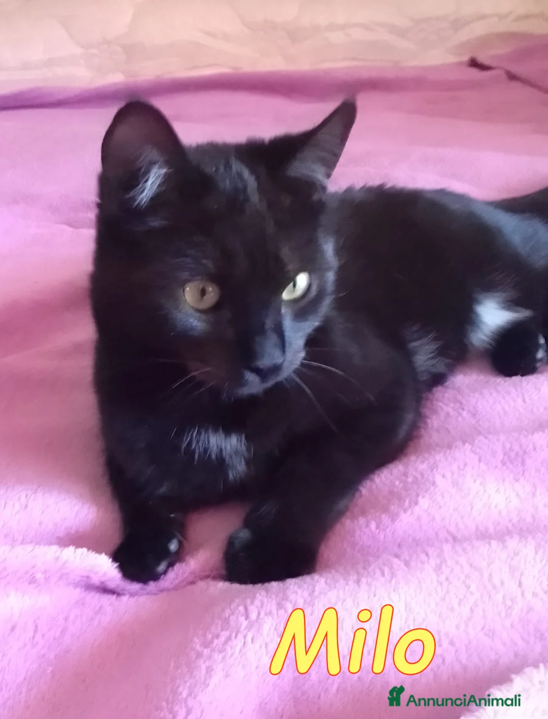 Europeo gatti in regalo: MILO DOLCISSIMO - Annuncio 2