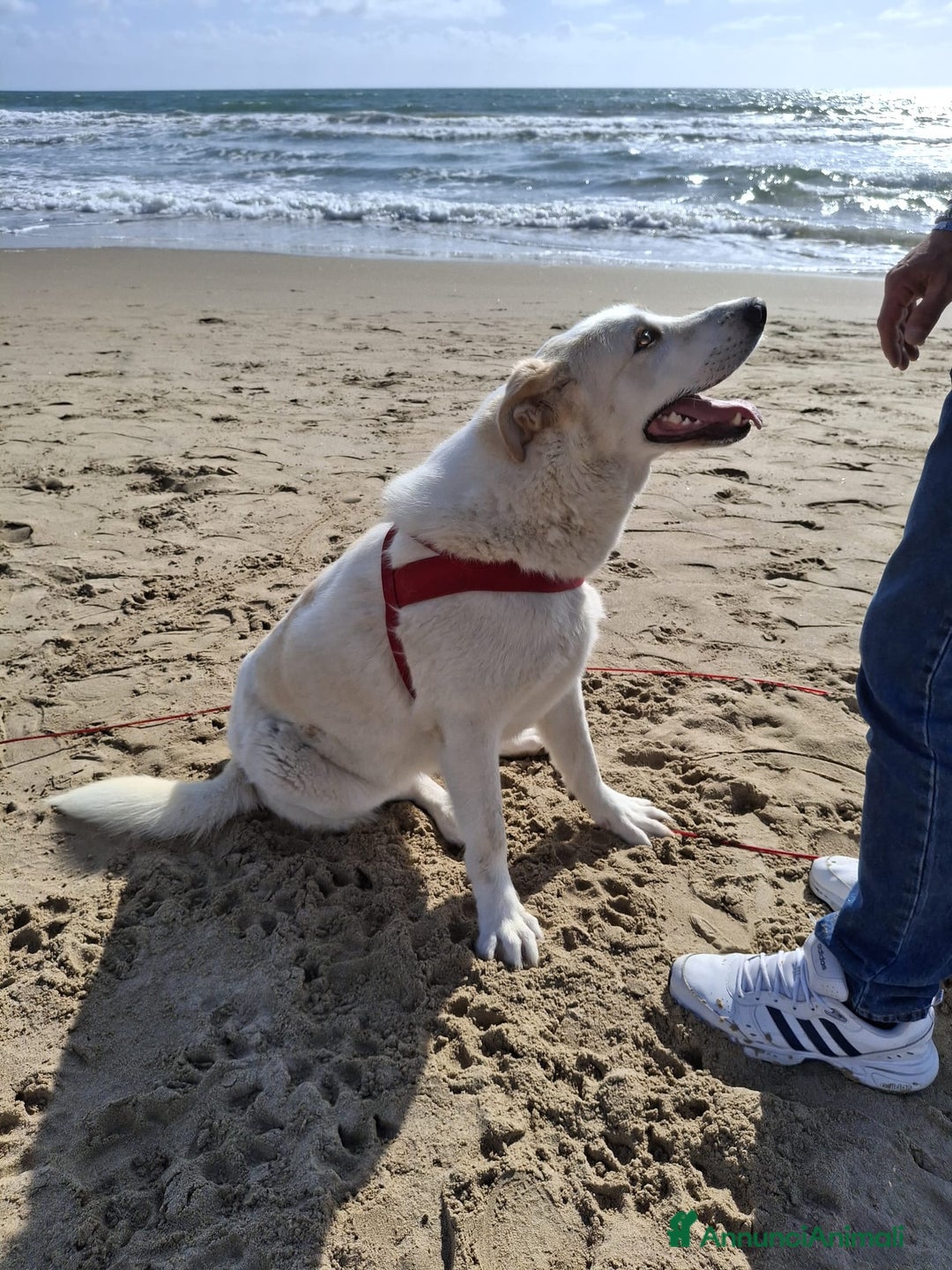 Meticcio cani in regalo: Nuage: cucciolona taglia media socievole  a Città Metropolitana di Genova - Annuncio 22