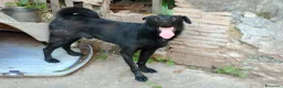 Meticcio cani in regalo: LOLLO - Annuncio 8