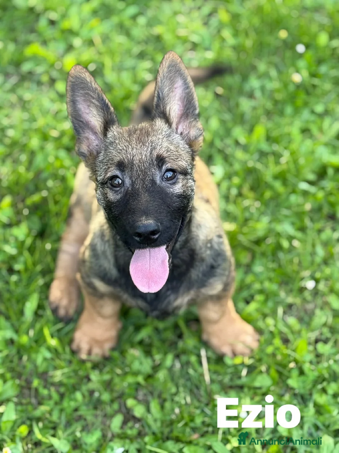 Meticcio cani in regalo: 3 PICCOLI LUPETTI coccoloni! Cercano famiglie - Annuncio 10