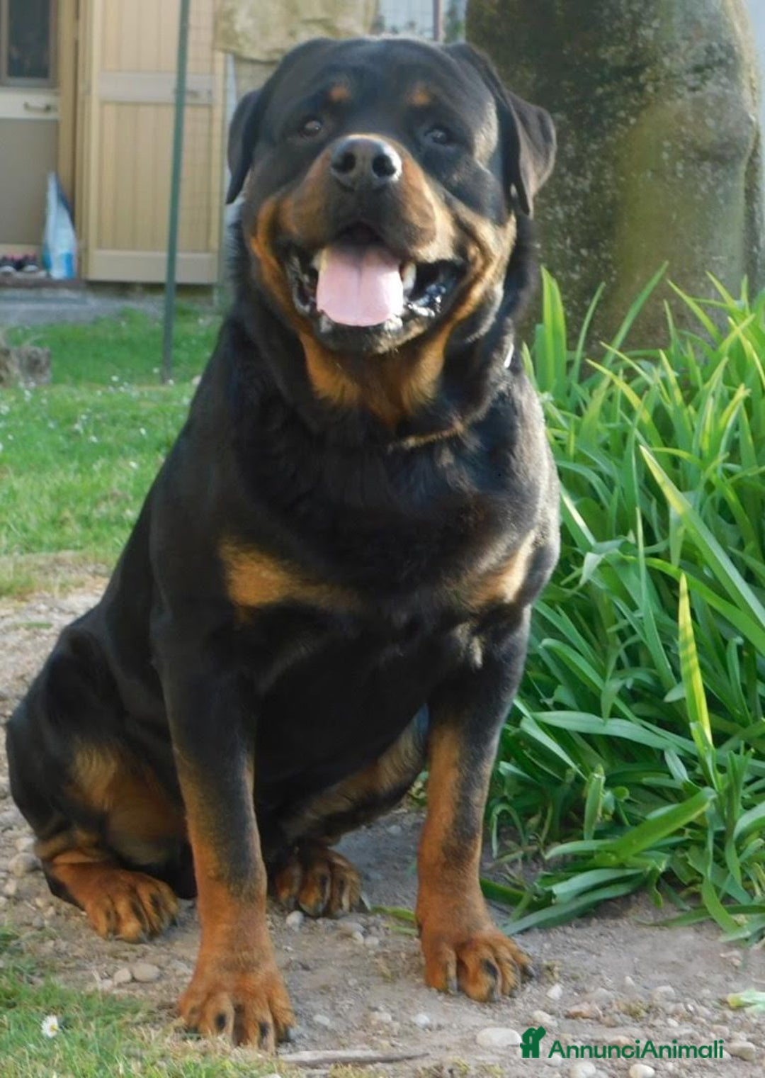 Rottweiler cani in regalo: Rottweiler maschio  - Annuncio 3