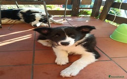 Border Collie cani in vendita: Cuccioli border collie a Provincia della Spezia - Immagine 1