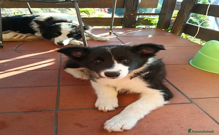 Border Collie cani a Provincia della Spezia - Annuncio 2