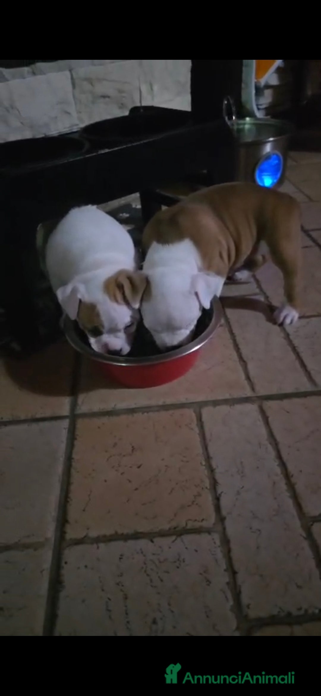 American Bully cani in vendita: American bully - Annuncio 4