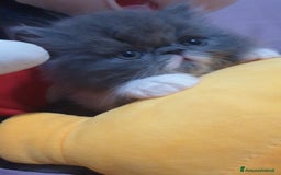 Persiano gatti in vendita: Cucciolo persiano ipertipico maschio a Provincia di Brindisi - Immagine 2