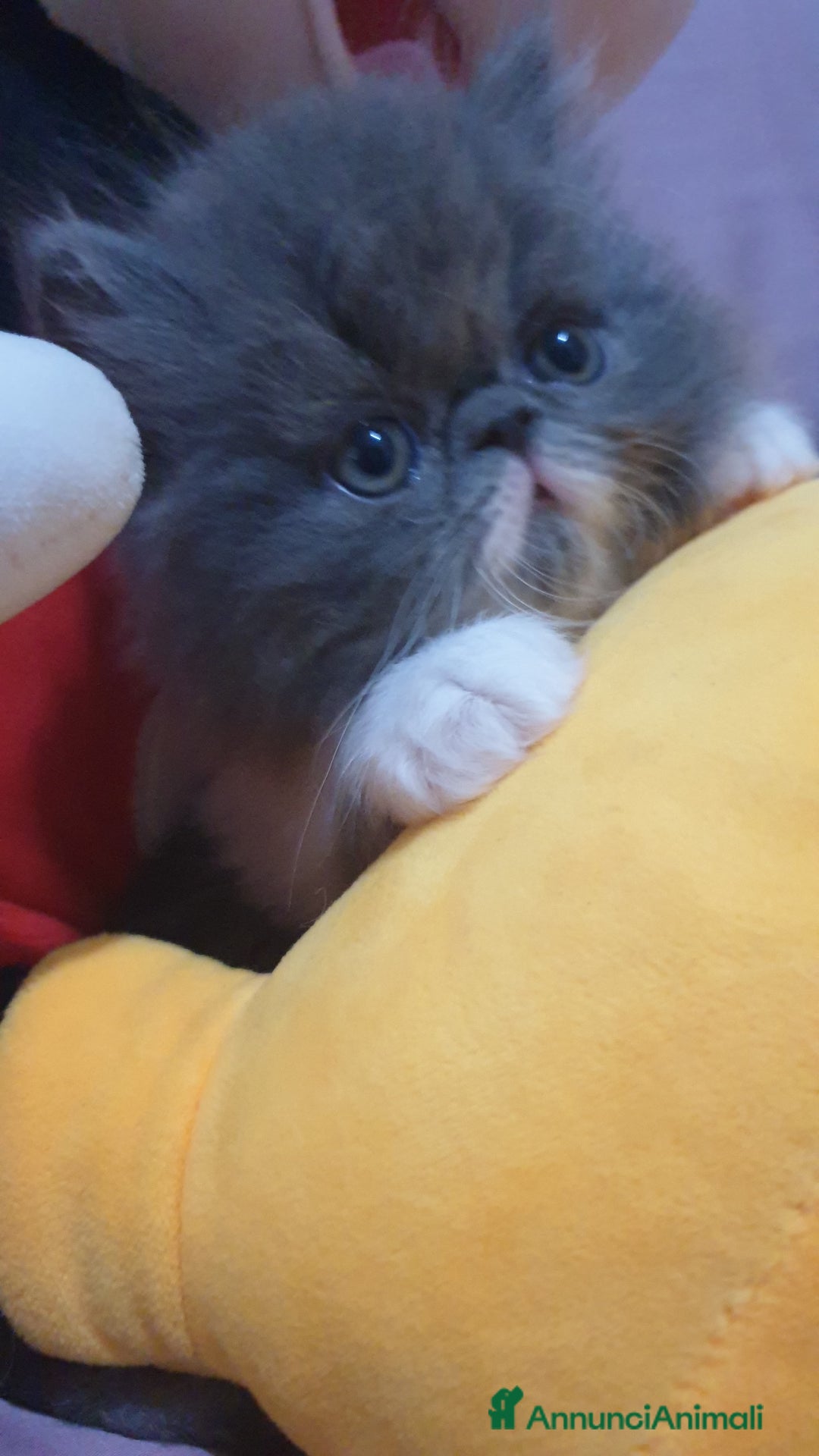 Persiano gatti in vendita: Cucciolo persiano ipertipico maschio a Provincia di Brindisi - Immagine 2
