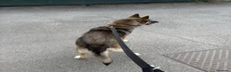 Meticcio cani in vendita: Splendida incrocio Husky/Pastore Tedesco a Provincia di Reggio Emilia - Annuncio 5