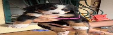 Bovaro del Bernese 7