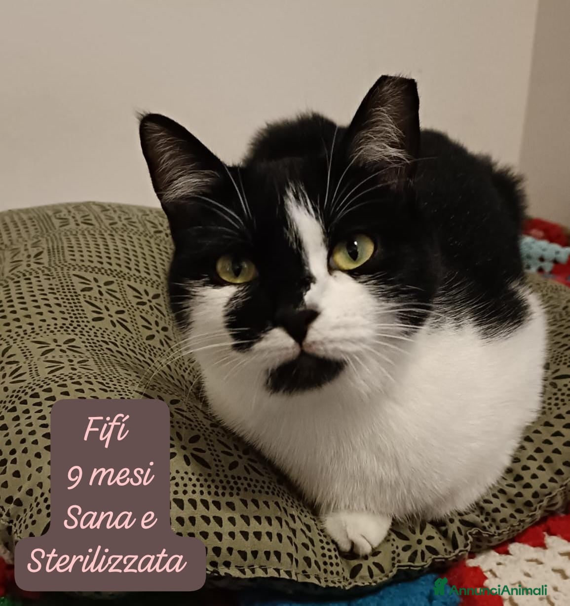 Altre razze gatti Gattini destinati alla colonia  - Annuncio 2