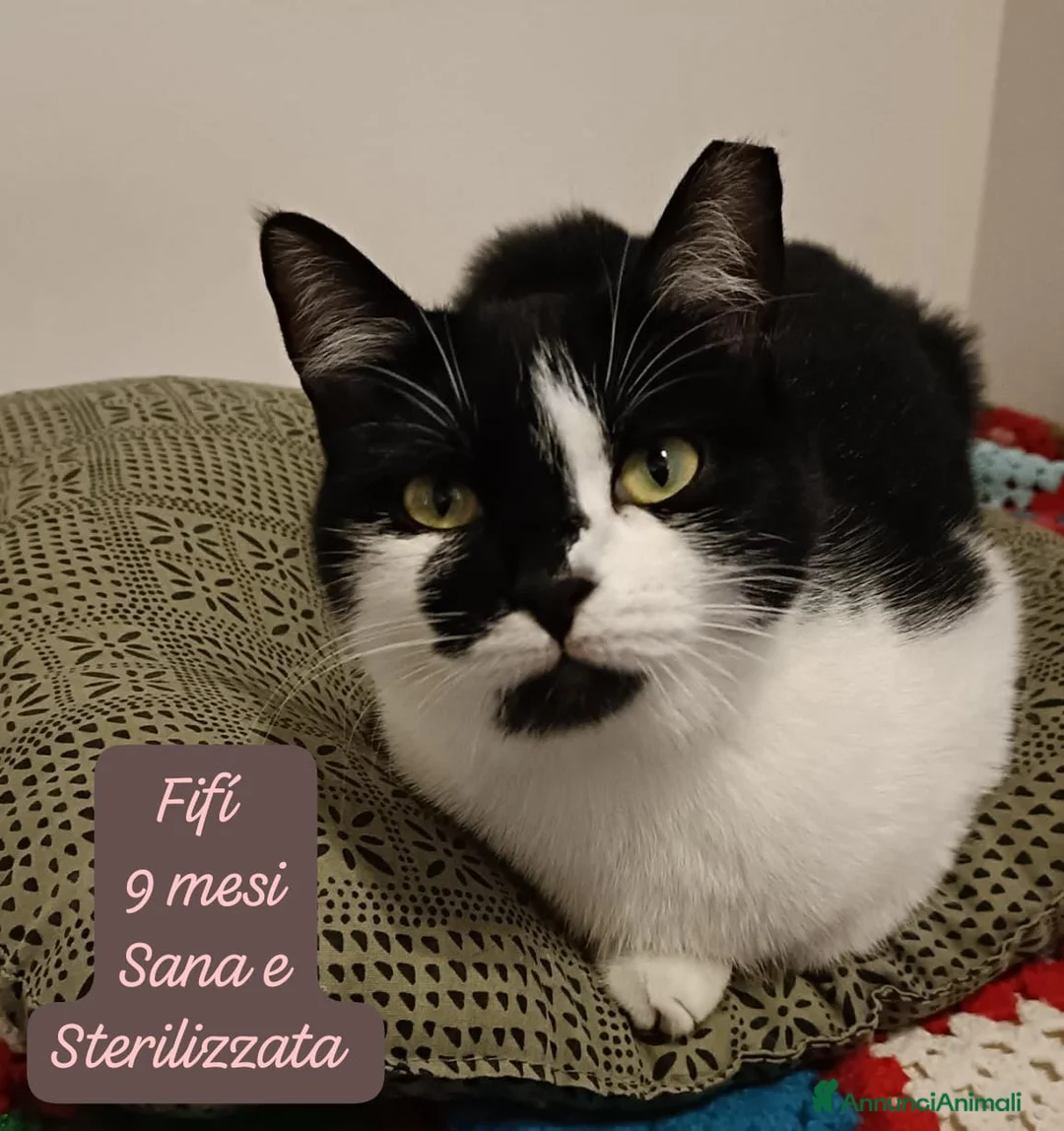 Altre razze gatti in regalo: Gattini destinati alla colonia  - Annuncio 2