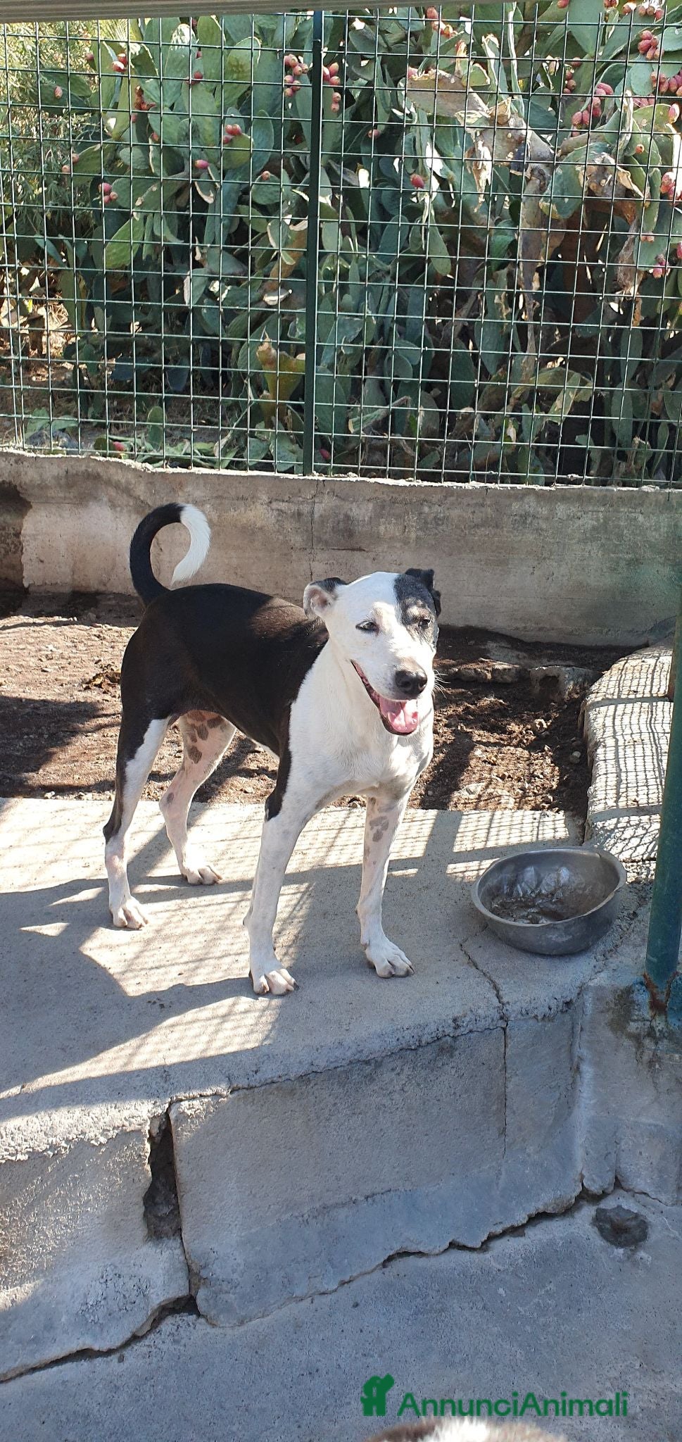 Meticcio cani in regalo: Biancavilla in canile a Catania - Annuncio 1
