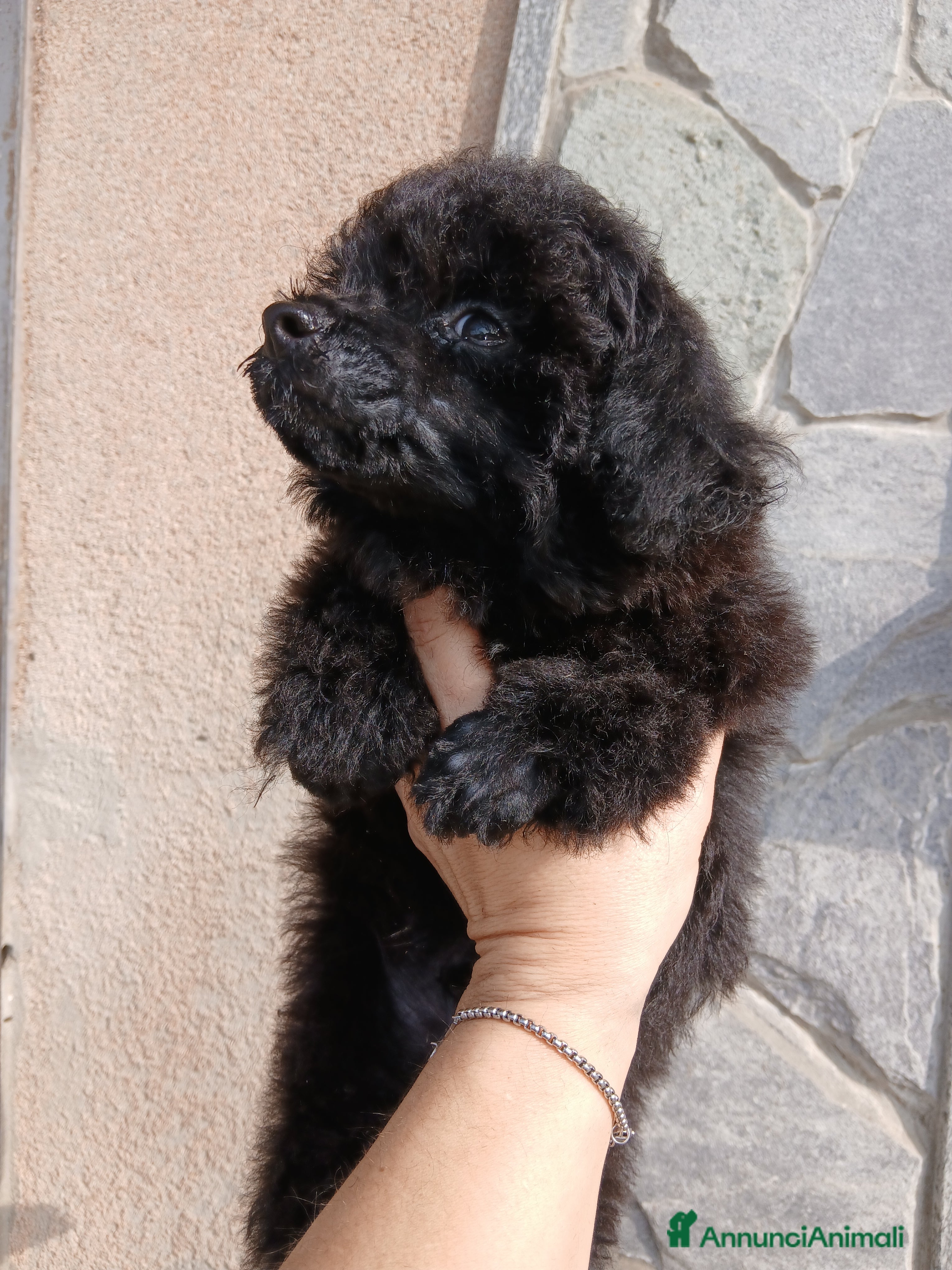 Barboncino cani Barboncino nero - Annuncio 1