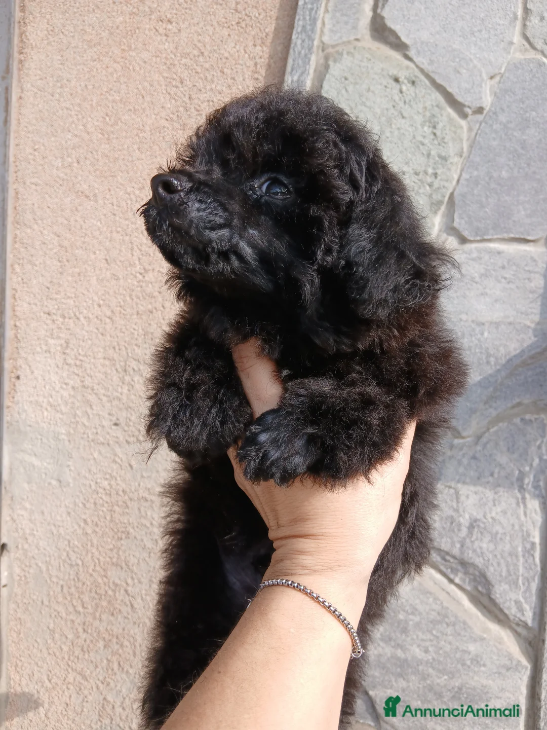 Barboncino cani in vendita: Barboncino nero - Annuncio 1