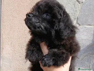 Barboncino cani Barboncino nero - Annuncio 1