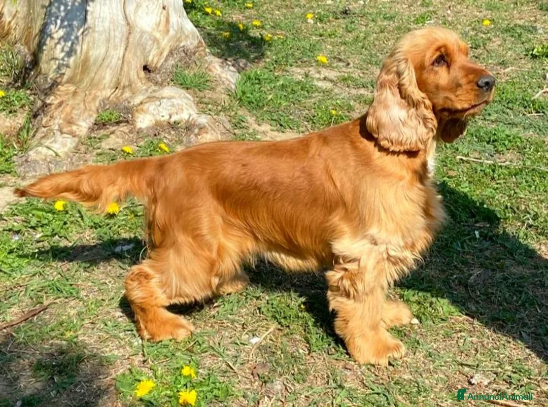 Cocker cani in vendita: Cocker Spaniel Inglese - Annuncio 1
