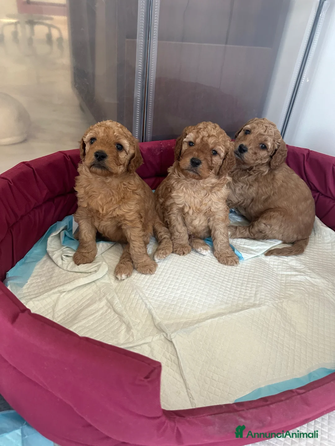 Barboncino cani in vendita: Barboncini Nani  - Annuncio 1