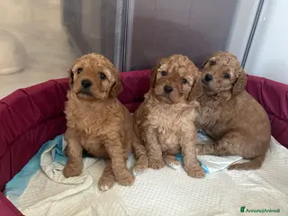 Barboncino cani Barboncini Nani - Annuncio 1