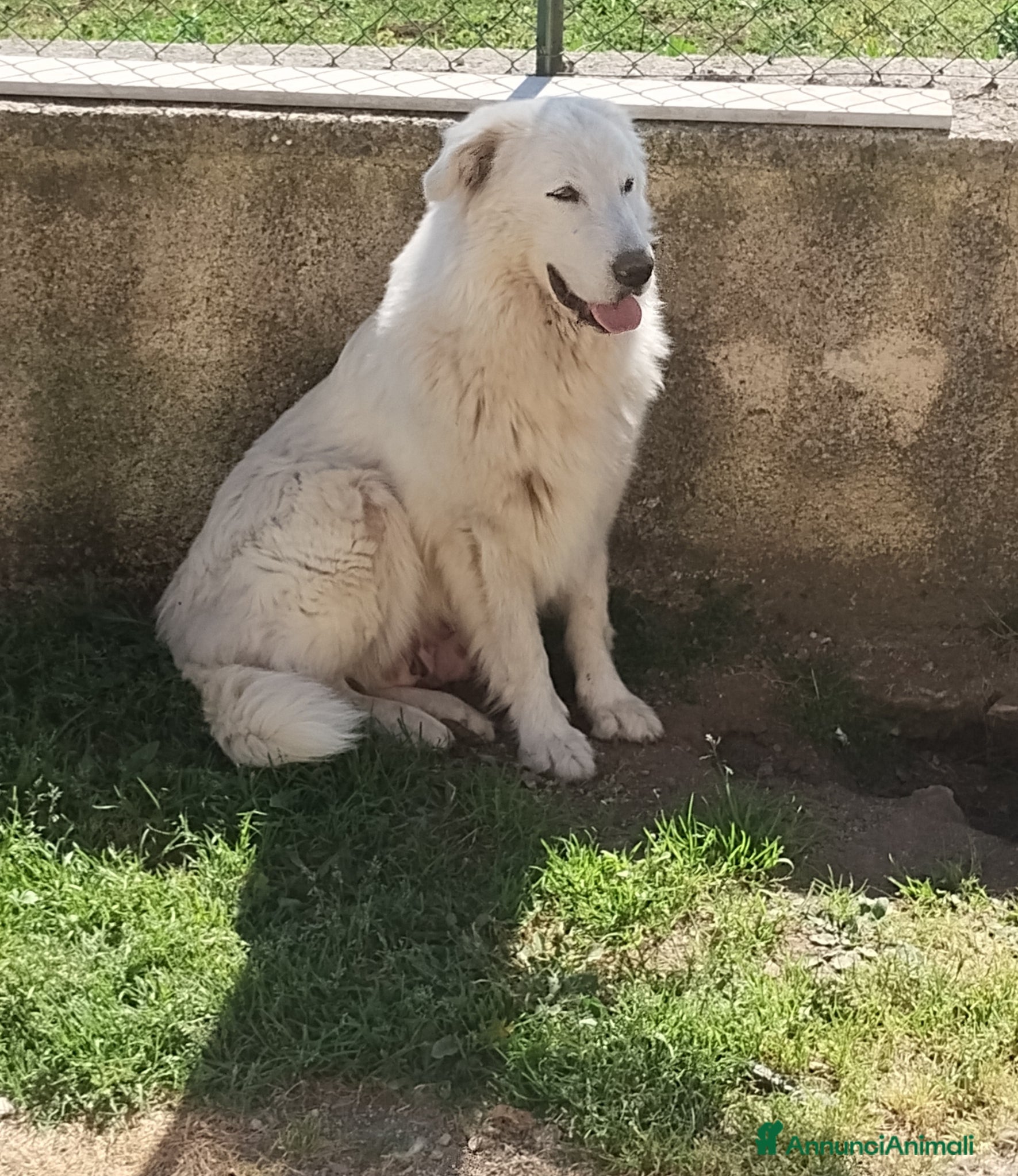Pastore Abbruzzese Maremmano cani pastore abruzzese maremmano con pedigree enci - Annuncio 1