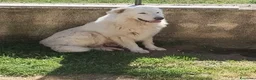 Pastore Abbruzzese Maremmano cani in vendita: pastore abruzzese maremmano con pedigree enci - Annuncio 1