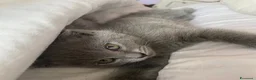 Scottish gatti in vendita: Gatti Scottish Fold e Scottish Straight - Annuncio 8