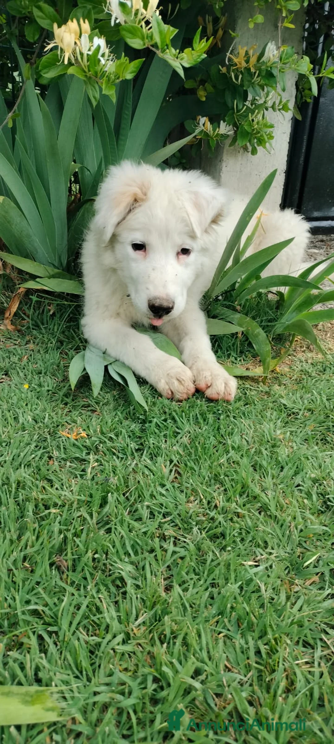 Meticcio cani in regalo: Apple - Annuncio 2