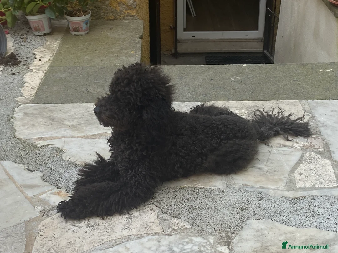 Barboncino Toy cani per accoppiamento: Offresi Barboncino Toy nero/ silver 26 - Annuncio 1