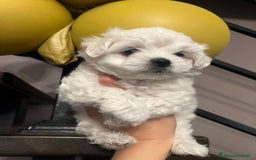 Maltese cani in vendita: Cuccioli di maltese  a Città metropolitana di Milano - Immagine 7