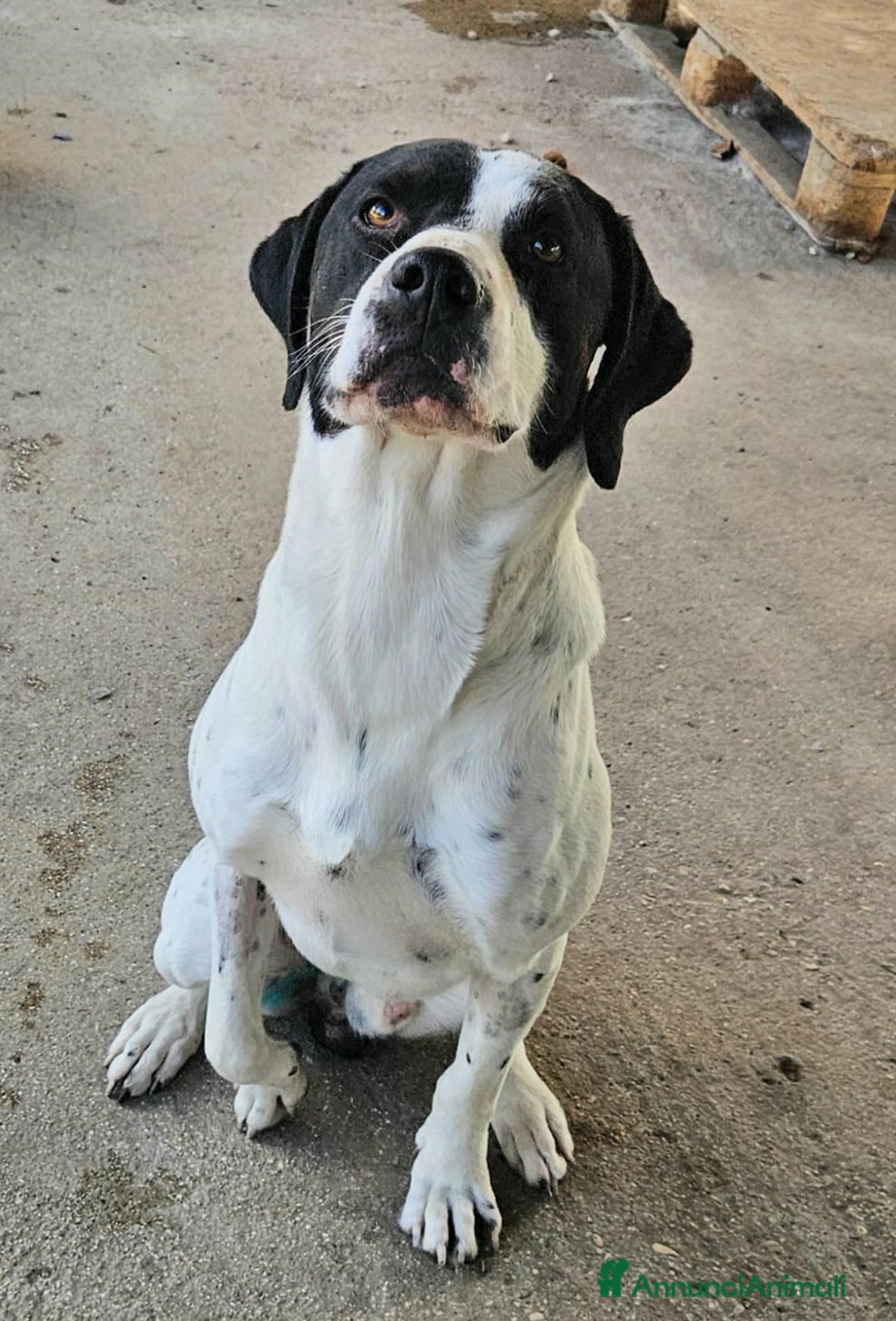 Pointer cani in regalo: Micky pointer 1 anno - Annuncio 3