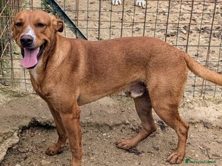 Meticcio cani L'ADORABILE CORFU' a Città metropolitana di Roma Capitale - Annuncio 34