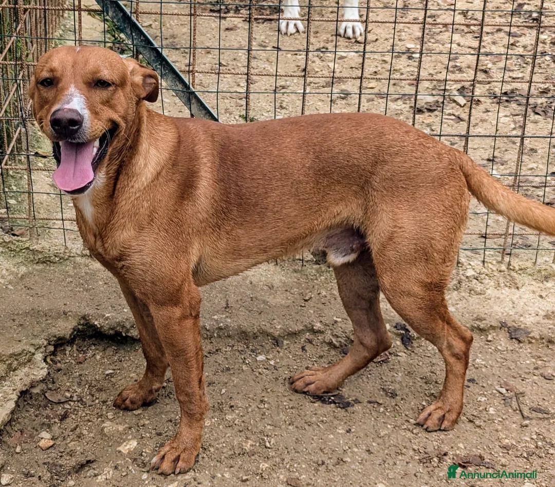 Meticcio cani in regalo: L'ADORABILE CORFU' a Città metropolitana di Roma Capitale - Annuncio 1