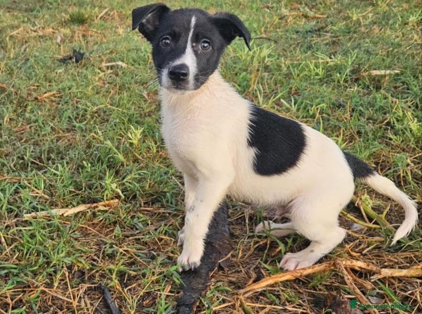 Meticcio cani in regalo: Alan: 2 mesi taglia contenuta  - Annuncio 34