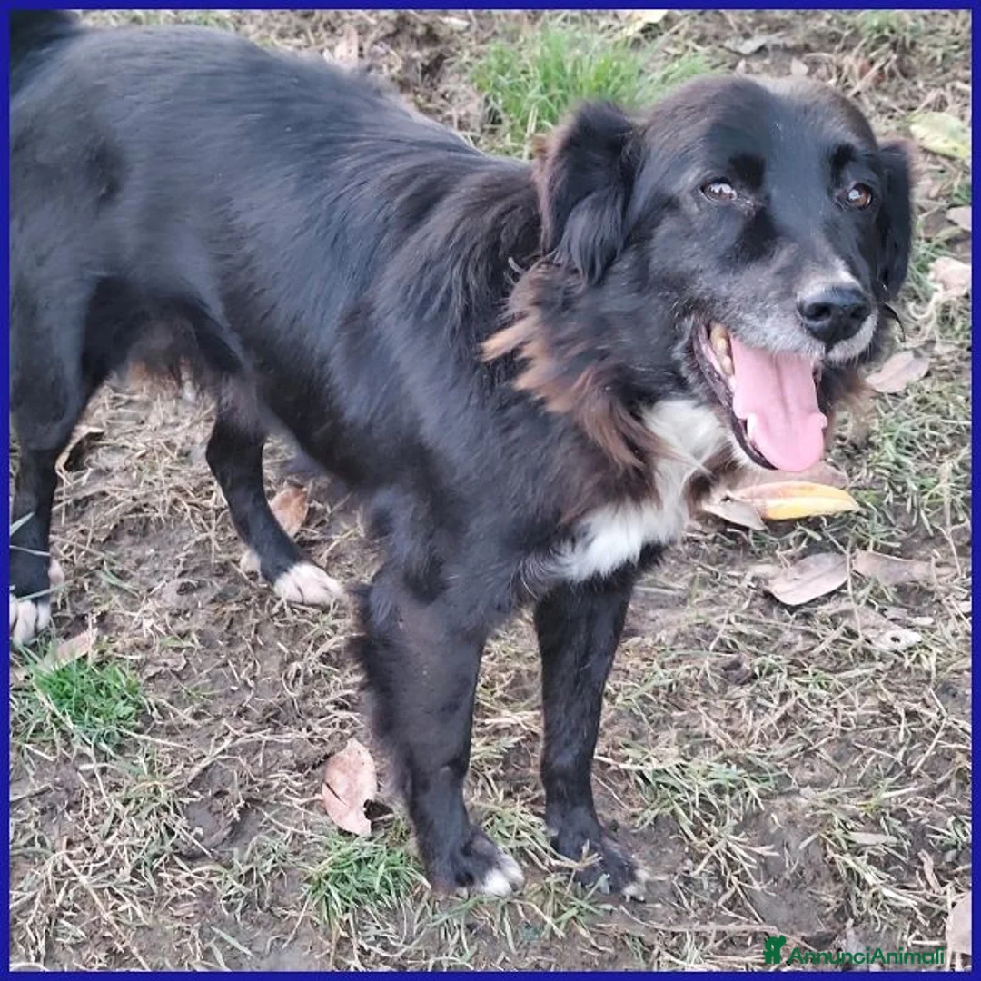 Meticcio cani in regalo: DAJE vivace e dolcissimo - Annuncio 1