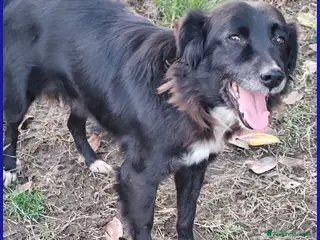 Meticcio cani DAJE vivace e dolcissimo - Annuncio 22