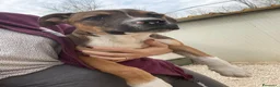 Meticcio cani in regalo: CIOCCOLATO ASPETTA TE - Annuncio 2