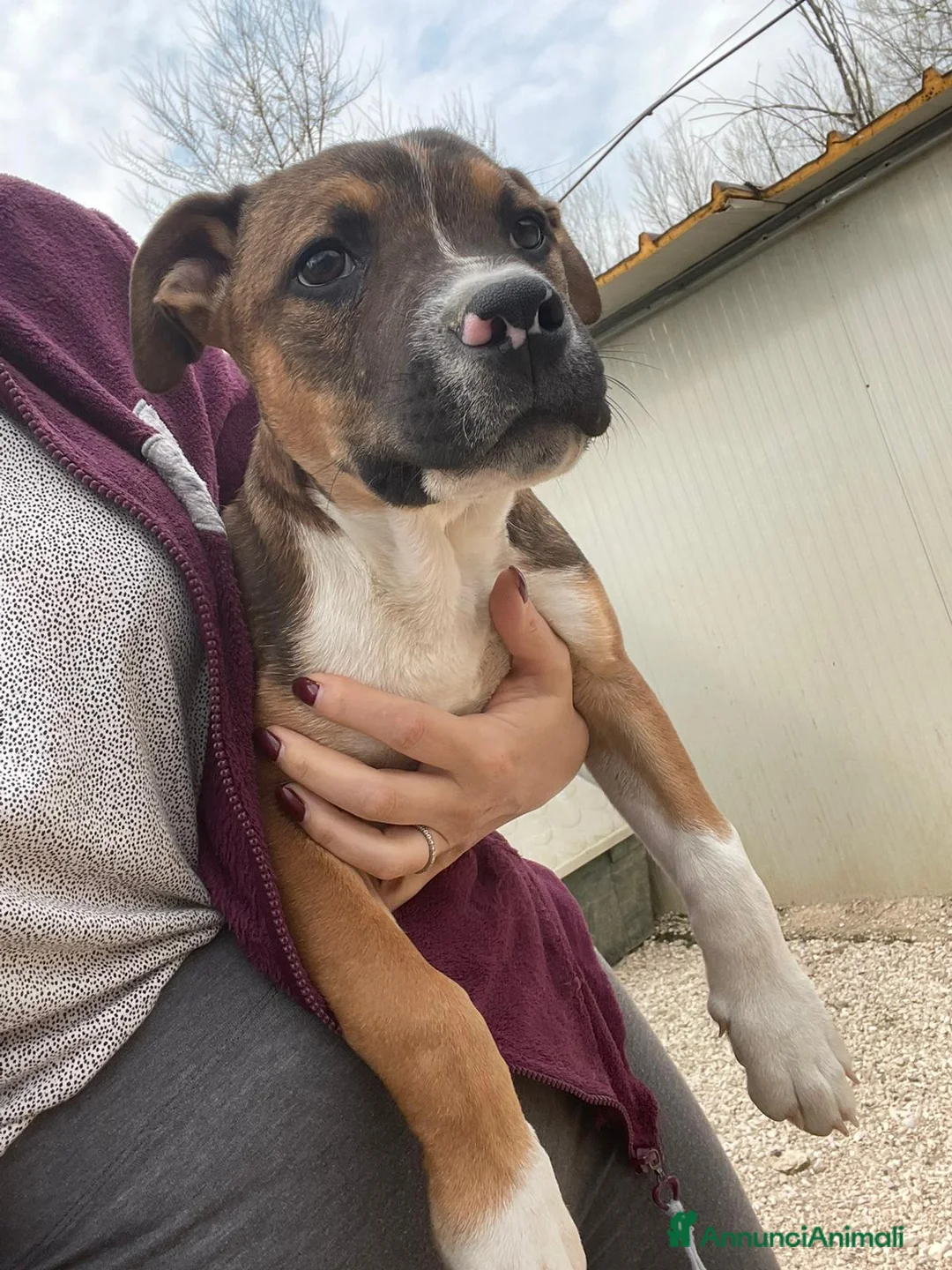 Meticcio cani in regalo: CIOCCOLATO ASPETTA TE - Annuncio 2