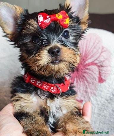 Meticcio cani ✨Splendidi Yorkshire Terrier✨ - Annuncio 11