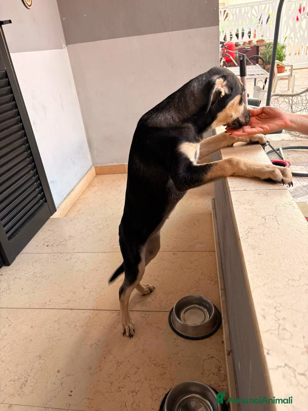 Meticcio cani in regalo: Arya, simil pastorina! (20-25kg) - Annuncio 3