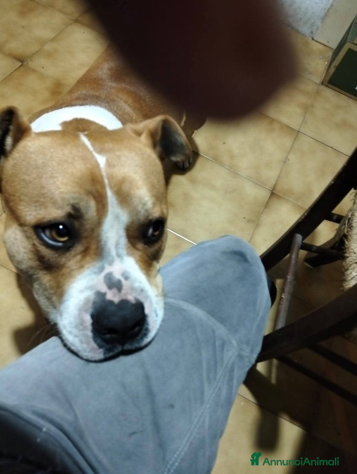 Meticcio cani Cagnolino cerca urgente adozione  - Annuncio 1