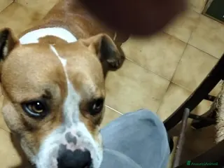 Meticcio cani Cagnolino cerca urgente adozione - Annuncio 1