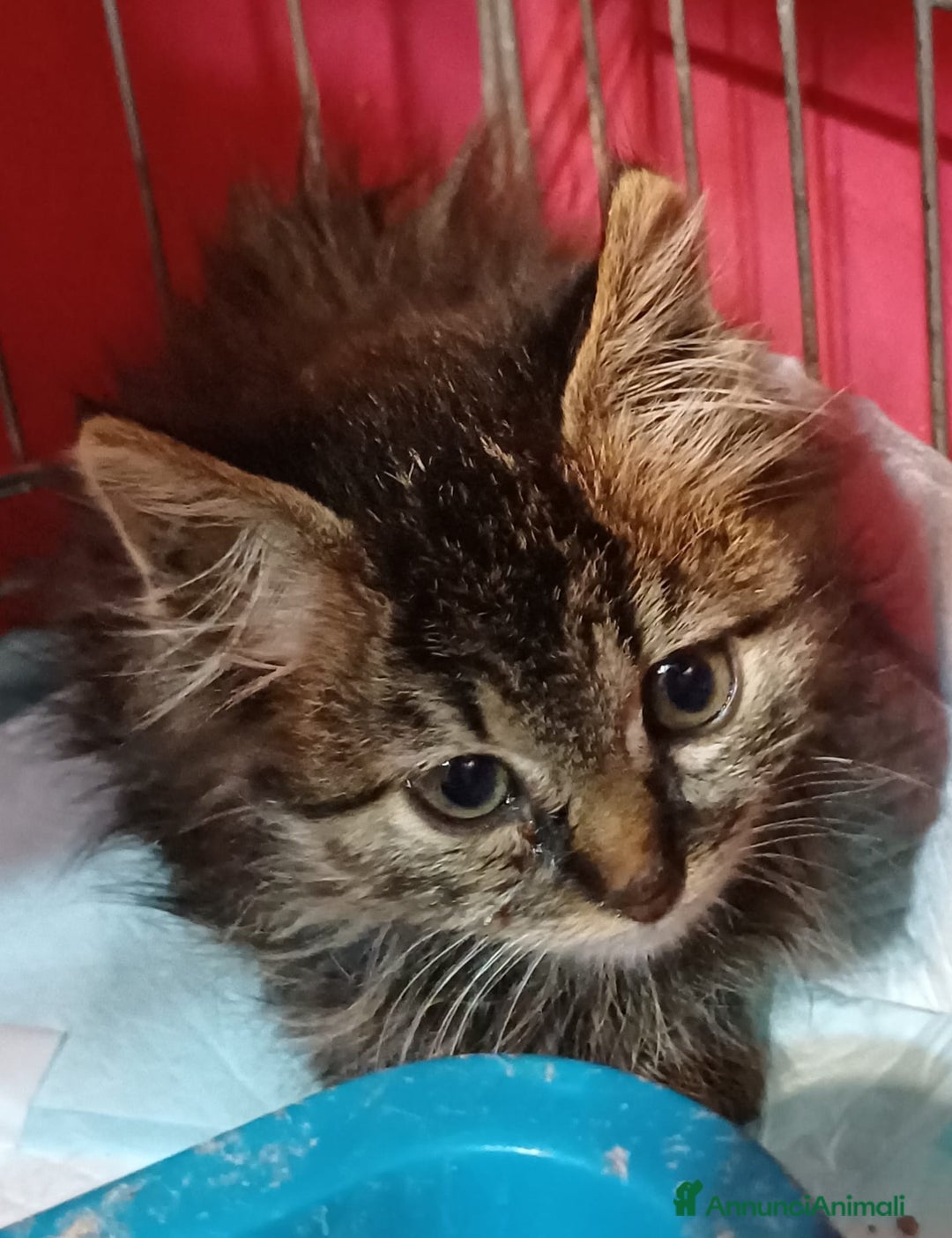 Altre razze gatti in regalo: GATITNI TENERI - Annuncio 3