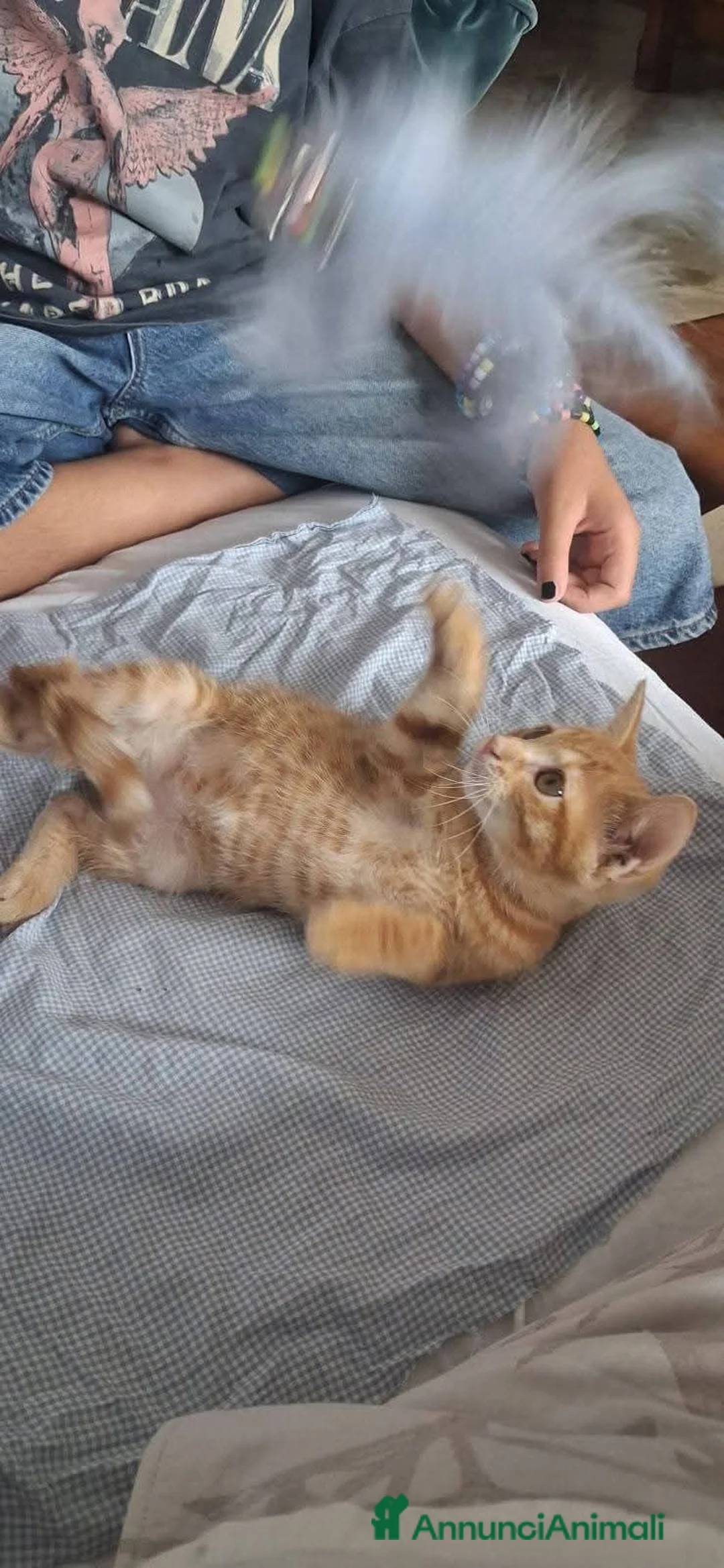 Meticcio gatti in regalo: Frida, rossina, 2 mesi e mezzo  - Annuncio 2